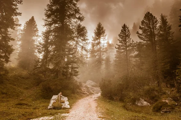 Hermoso bosque de pinos y rayos de sol —  Fotos de Stock