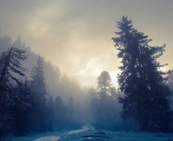 Mooi dennenbos en zonnestralen — Stockfoto