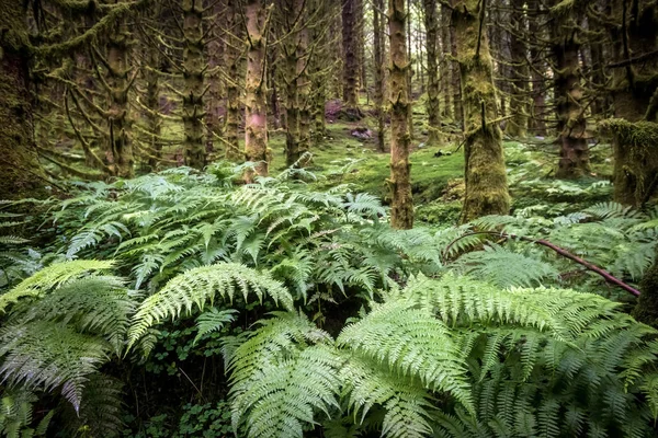 Dark scary spruce tree forest — Stock Photo, Image
