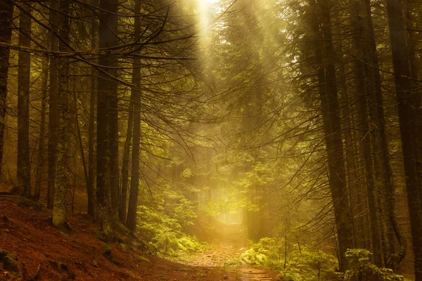 Donkere herfst dennenbos in mist — Stockfoto