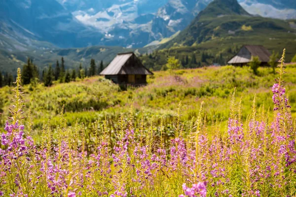 Hala Gasienicowa, montañas Tatra Zakopane Polonia —  Fotos de Stock