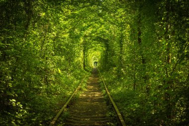 aşk eski orman ve tren tünel