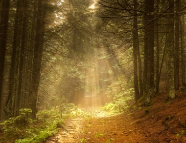 güzel orman ve güneş ışınları