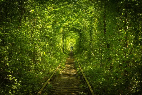 Παλαιά δάσος και σιδηροδρόμων tunel της αγάπης — Φωτογραφία Αρχείου