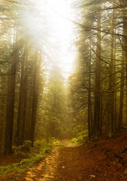 Prachtig bos en zonnestralen — Stockfoto