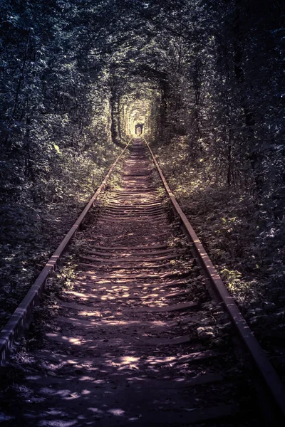 Old forest and railway tunel of love — Stock Photo, Image