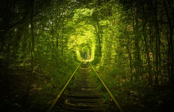 A szeretet régi erdő és a vasúti tunel — Stock Fotó
