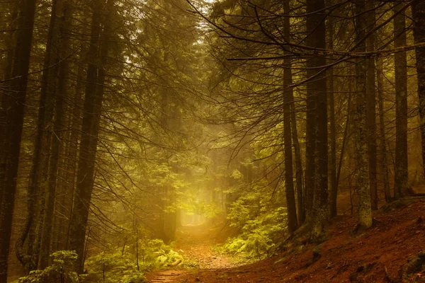 Sis çam karanlık sonbahar ormanda