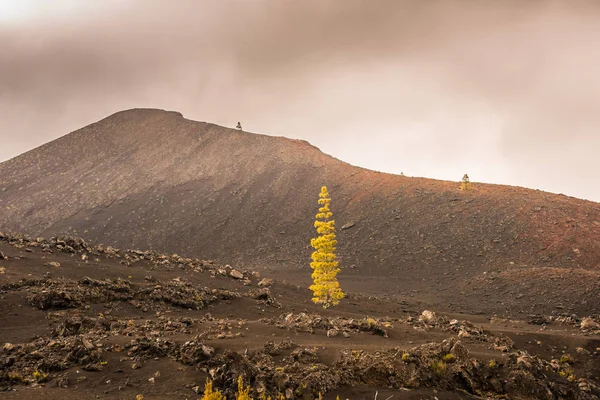 Teide Nationaal Park Tenerife-Canarische — Stockfoto