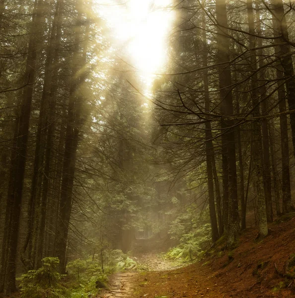 Prachtig bos en zonnestralen — Stockfoto