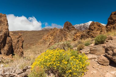 lav manzara Teide yanardağı Tenerife Kanarya