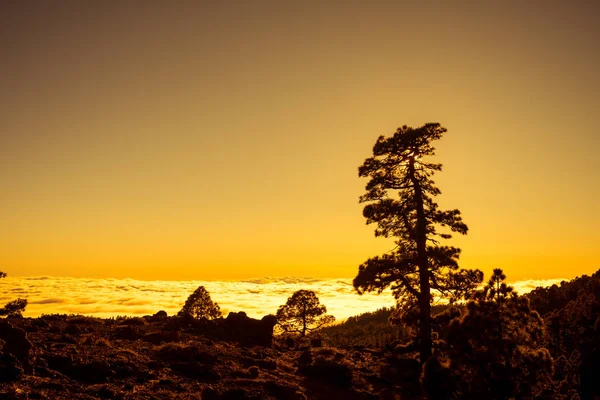 Sonnenuntergang über Wolken mit kanarischen Kiefern, Teneriffa — Stockfoto