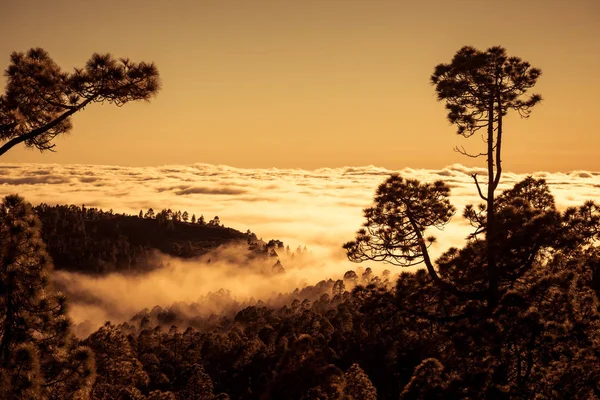 Закат над облаками с Канарской сосной, Тенерифе — стоковое фото