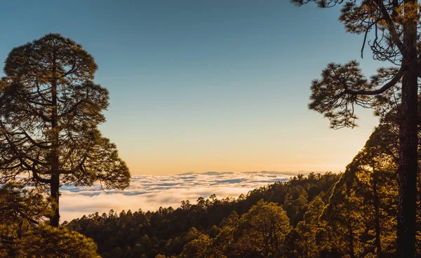 Pôr do sol sobre nuvens com pinheiro canário, Tenerife — Fotografia de Stock