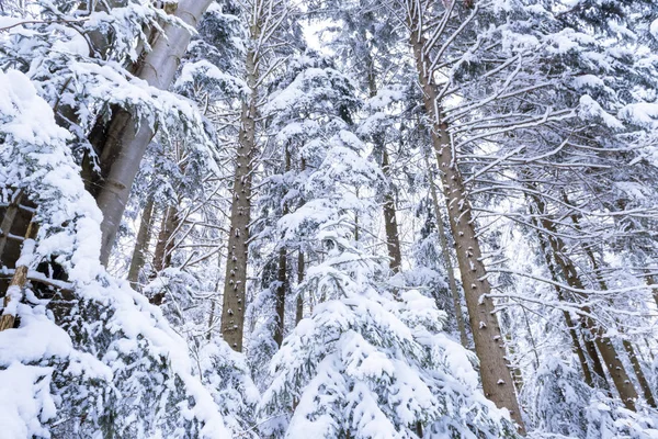 Branches de sapin couvertes de neige — Photo