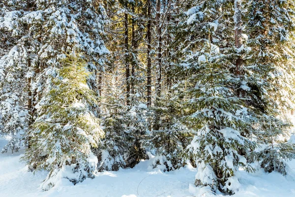 Fir branches in forest covered with snow — Stock Photo, Image