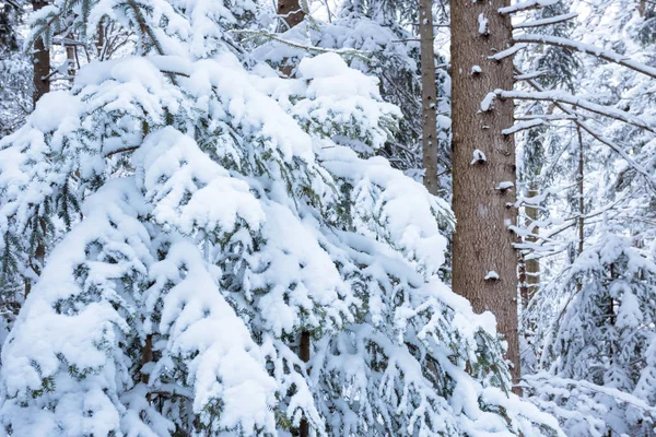 Ramos de abeto cobertos de neve — Fotografia de Stock