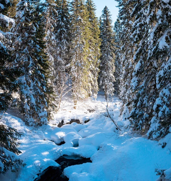 Floresta de abeto coberta de neve — Fotografia de Stock