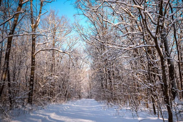 Floresta de inverno coberta de neve — Fotografia de Stock