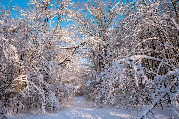 被雪覆盖的冬季森林 — 图库照片