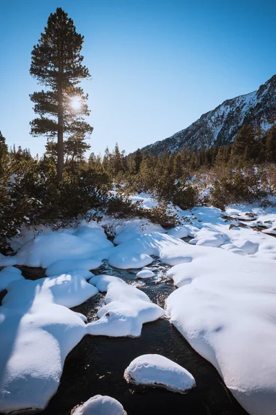 冷杉树和雪 — 图库照片