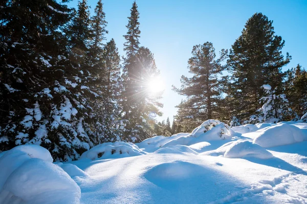 积雪覆盖的杉木林 — 图库照片