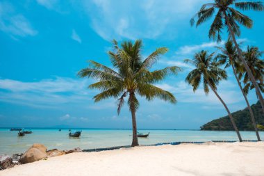 Palmiye ve tropikal plaj Phi phi Adası Tayland