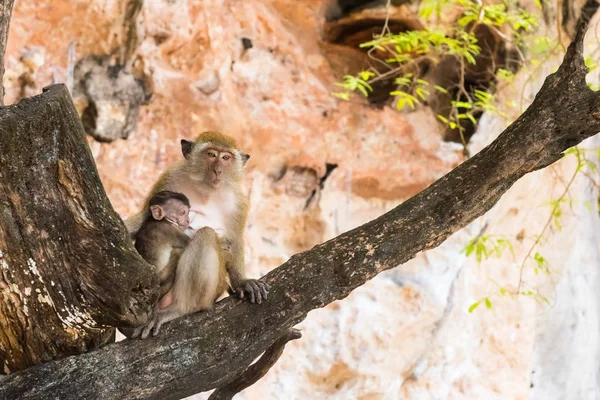 Makak matka s dítětem na stromě. Dvě opice — Stock fotografie