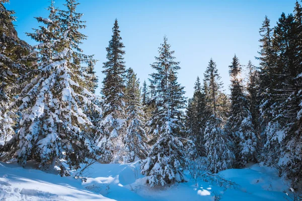 积雪覆盖的杉木林 — 图库照片