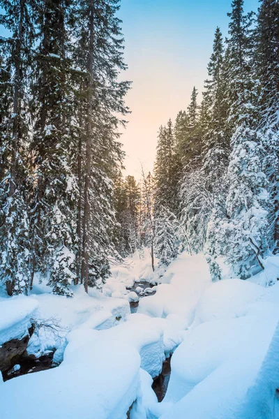 Fir forest covered with snow — Stock Photo, Image