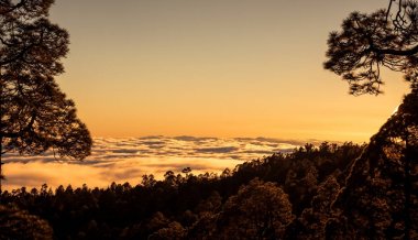 Günbatımı Kanarya çam, Tenerife ile bulutlar üzerinde