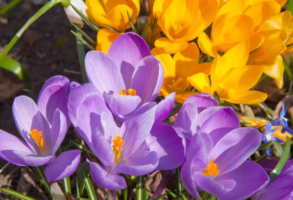 Blommande gul lila och vita krokusar — Stockfoto