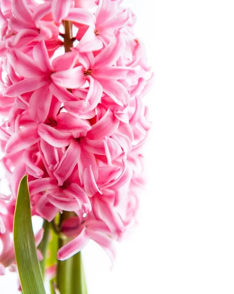 Våren hyacinth blomma på vit bakgrund — Stockfoto