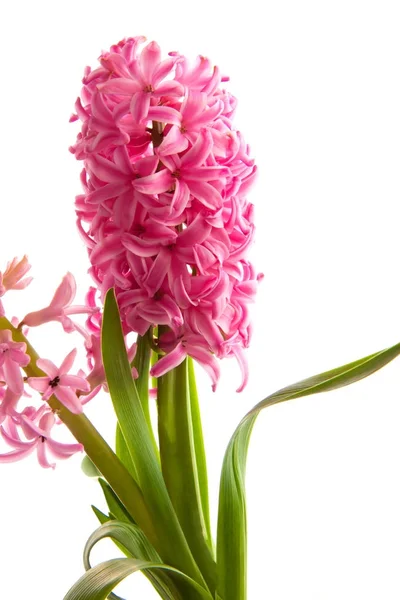 Tavaszi Jácint virág, fehér háttér — Stock Fotó