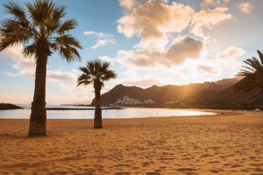Palmiye ağaçları Playa de las Teresitas Sahili, Tenerife