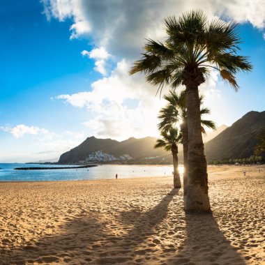 Palmiye ağaçları Playa de las Teresitas Sahili, Tenerife
