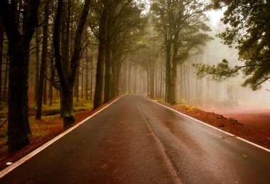 Asfalt yol Tenerife sisli orman