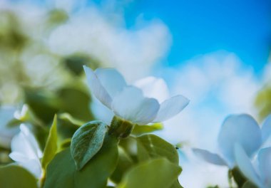 Bahar. Yeni gelişen ağaç brunch beyaz çiçekli