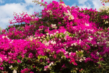 Pembe Bougainvillaea çiçek