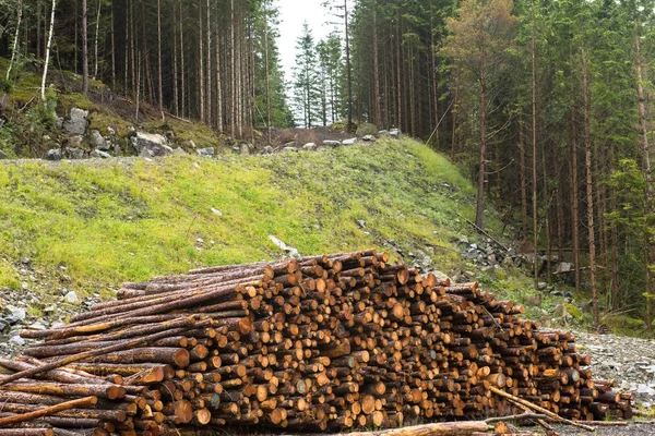 Log stapels langs het bos weg — Stockfoto