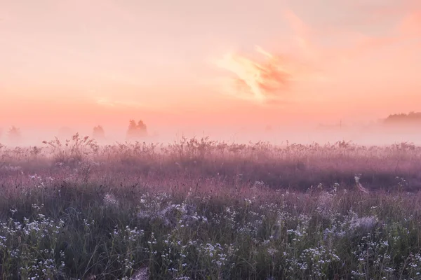 Soluppgång fältet av blommande rosa ängen blommor — Stockfoto