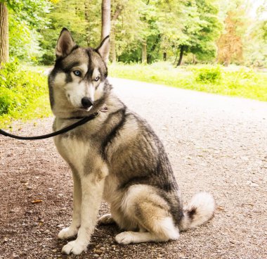 Husky köpek kira kontratı portre portre Park