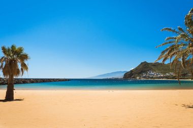Palmiye ağaçları Playa las Teresitas Plajı, Tenerife