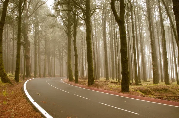 Asphalt road in foggy forest on Tenerife