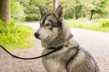 Husky köpek kira kontratı portre portre Park