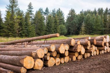 orman yolu boyunca günlük yığınları