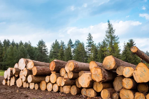 Pile di tronchi lungo la strada forestale — Foto Stock