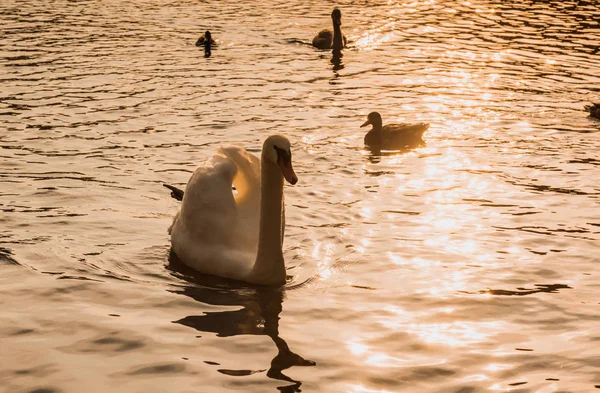 Cisne branco pôr do sol água — Fotografia de Stock
