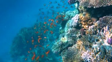 Sualtı renkli tropikal balıklar ve güzel mercan. Kızıldeniz Sharm el Sheikh Mısır