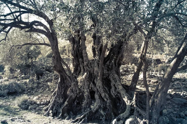 Mediterrane olijfboomgaard met oude olijfboom — Stockfoto